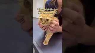 Psst… Es gibt News😻🐾! Hier erfährst Du von unserem Rex-Empfehlungs-Programm und wie Du daran