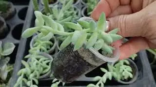 👋приветики👀обзорчик черенка-есть ещё немного🌱🌱🌱