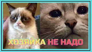 Реакция Кошки 😾 на разделку торта с её обличьем!)