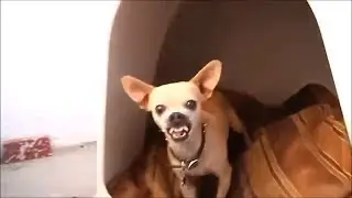10 Pets Who Saved Their Owners Lives!!