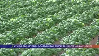 Yvelines | Un incubateur agricole pour accueillir les start-up de l'agritech dans les Yvelines