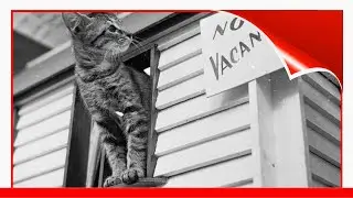 Fascinating Period Photos Of Felines In The 1950S !