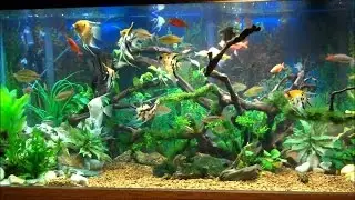 Aquarium turtle with Angel fish