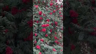 Каждый год одно и то же)3 сентября)