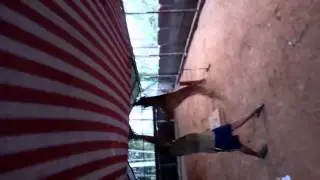 Amazing Jump- belgian malinois Dog Training for Jump in Thrissur Kerala By Jeyesh