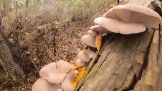 Foraging Mushrooms From TREES!