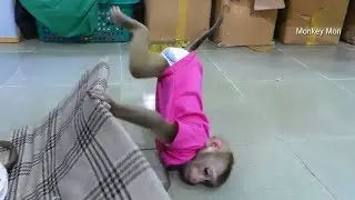 Baby Monkey Mori Play A Lone When Dodo Sleep