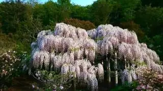 富士山芝櫻、足利紫藤公園 、輕井澤秘境健走5日遊  2017/04/27-05/01