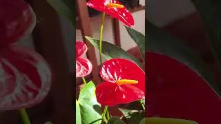 Your anthurium never blooms? 