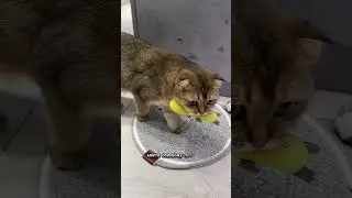 Рыжий под кайфом