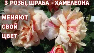 Розы Сахара, Карамелла, Тулуз Лотрек - описание, обзор, сравнение.