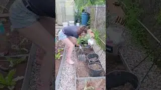 Суглинок меняю на торфяной субстрат #дача #дачныеидеи #сад #diyideas #огород #garden #diy #plants