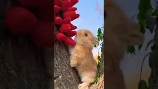 Bunny munching on Strawberries