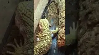 Капский варан охотится на лягух