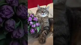 Кот Степан с букетами цветов