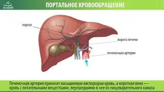 Портальное кровообращение
