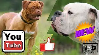 КТО СИЛЬНЕЕ!Бордоский дог против американского бульдога!//батл собак//