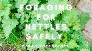 FORAGING SAFELY FOR STINGING NETTLES 