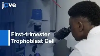 First-trimester Trophoblast Cell Lines Evaluation | Protocol Preview