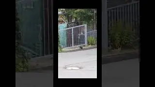 #Shorts | Wackelvideos auf Google Pixel stabilisieren