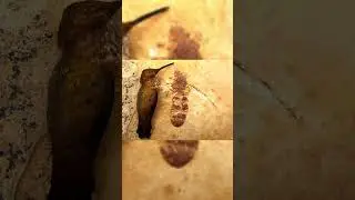 Insectos que agradeceras que se hayan extinguido #4 😰🥶 #viral #insectos #informativo