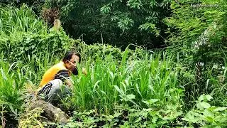 Damo na magandang ikumpay sa mga alagang hayop