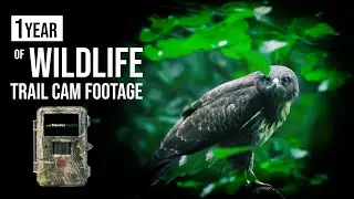 Un año de Fototrampeo grabando fauna |  A year wildlife trail cam footage