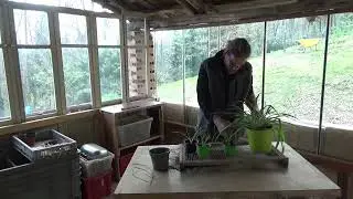 sistemo una pianta di casa che ho da diverso tempo, rinvaso e provo a fare altre piantine