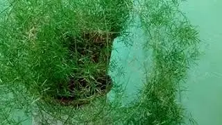 Домова рослина.🌿🌿🌿🌿🌿🌿🌿🌿🌿🌿🌿🌿🌿🌿🌿🌿🌿🌿🌿🌿