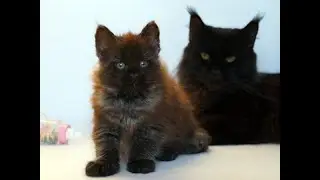 Тесла, котенок мейн кун