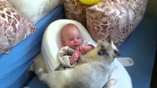 Лучшая кошка для ребёнка рэгдолл (Ragdoll Cat)
