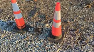 Killdeer protecting a nest with eggs.