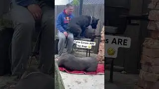 Cane Corsos are lap dogs 🤣