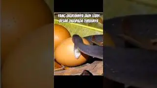 cara ular makan telur
