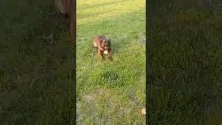 Belgian malinois