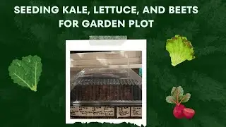 Seeding Kale, Lettuce, and Beets for Garden Plot