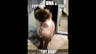 Imagenes Con Frases Chistosos De Gatos Y Perros