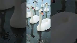 Лебеді... майже ручні