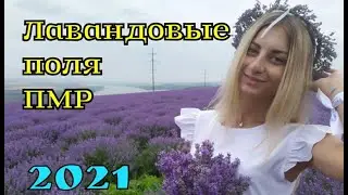 Лавандовые поля. великолепная обстановка. Фестиваль.