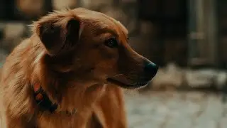Animal Welfare