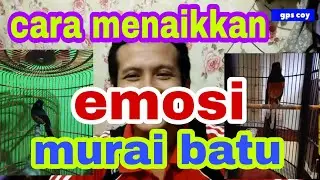cara menaikan emosi murai batu agar tambah fighter