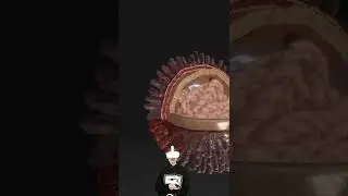 ЕГЭ по биологии! Как выглядит вирус гриппа изнутри?