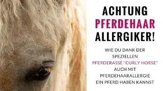Curly Horses - Hypoallergene Pferde für Allergiker