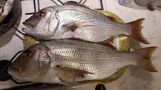 Autunno Mozzafiato - i Dentici della secca - Pesca in Apnea