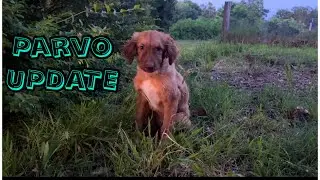 Is Weasel Going To Pull Through? | Large Family Homesteading
