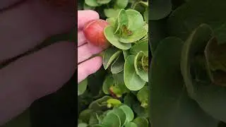 В ИЗРАИЛЕ  КАРИССА -А ВЫ ЗНАЕТЕ ЧТО ЭТО?