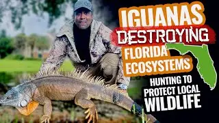 Invasive Iguana Control in Florida