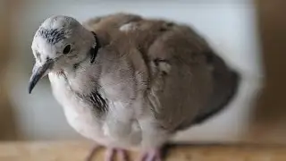 Skippy relaxing in his new found nest cause he's molting (he looks bad) and what else can you do?