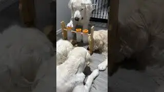 So excited to get the treats!