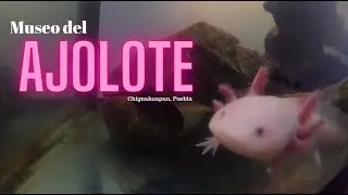 🟣MUSEO del AJOLOTE en PUEBLA | Moyita Explorando